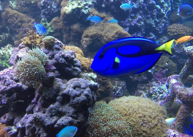 SEA LIFE® Brighton